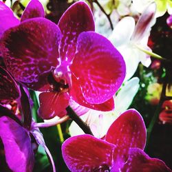 Close-up of pink orchid blooming outdoors