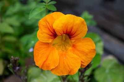 Close-up of orange flower