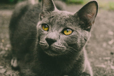 Close-up portrait of cat