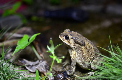 Close-up of frog on field