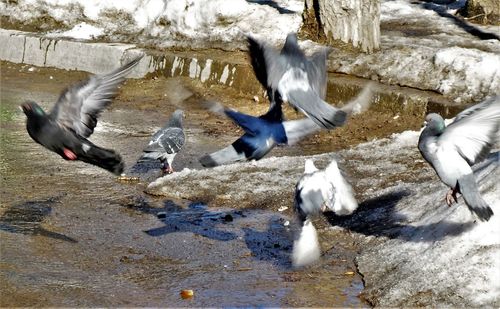 View of birds in water