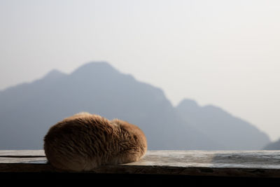 Cat sleeping winter curl up on wooden balcony and mountain background with copy space.