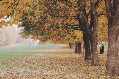 Trees on autumn leaves against sky