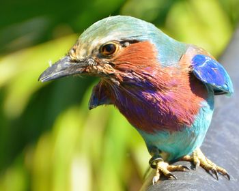 Close-up of bird perching outdoors
