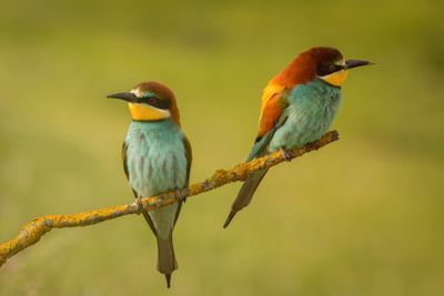 Close-up of birds perching on branch