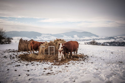 Horse standing on snow covered field against sky