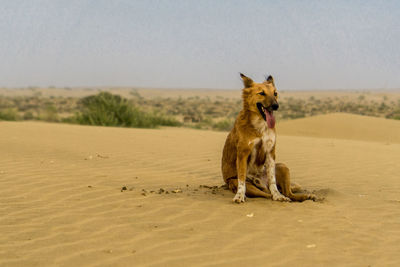 Portrait of dog on beach