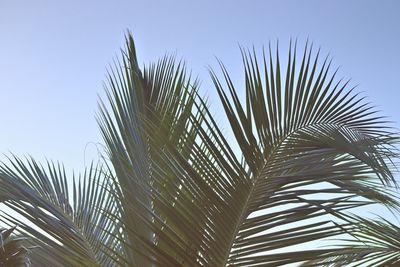 Low angle view of palm tree against clear sky