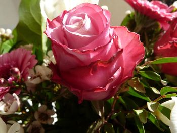 Close-up of pink roses