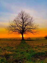 Bare tree on field against sky during sunset