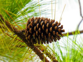Close-up of pine cone on tree