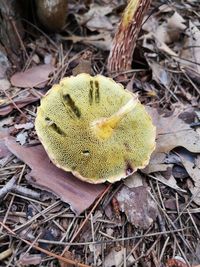 High angle view of dry leaf on field
