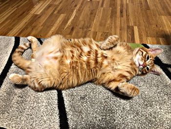 High angle view of cat sleeping on floor