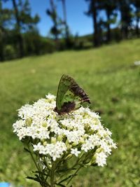 Close-up of insect on flower in field