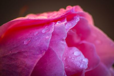 Close-up of wet pink rose blooming outdoors