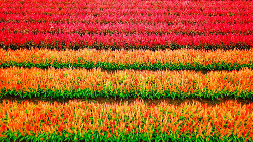 Full frame shot of red flowering plants on field