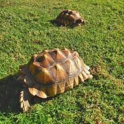 High angle view of tortoise on field