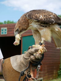 Bird of prey