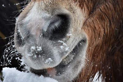 Close-up of a horse