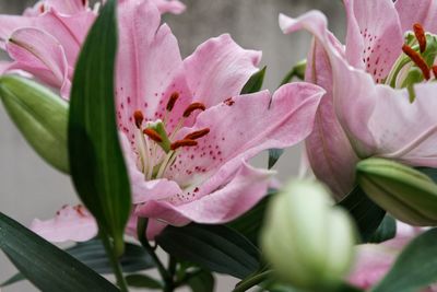 Close-up of pink flower