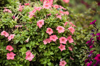 Close-up of pink flowering plants