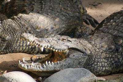 Close-up of a lizard