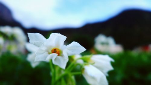 Close-up of white flower blooming outdoors