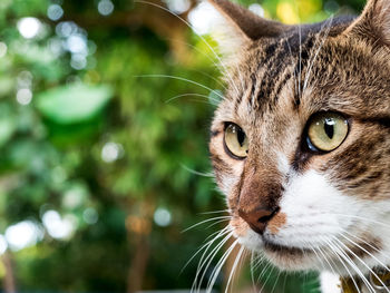Close-up portrait of cat
