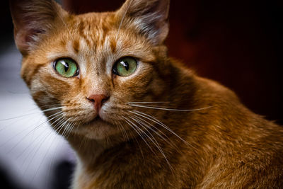 Close-up portrait of a cat