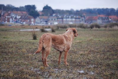 Dog standing on grassy field