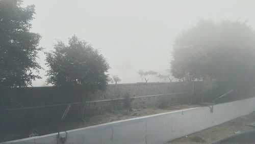 Trees in foggy weather