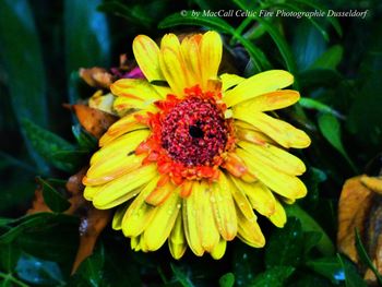 Close-up of yellow flower blooming outdoors