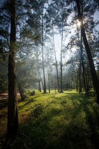 Sun shining through trees on grassy field