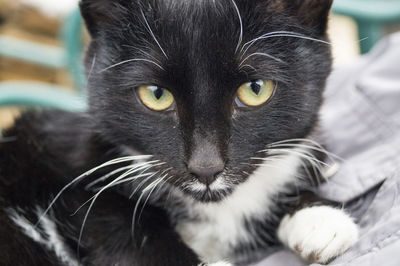 Close-up portrait of cat