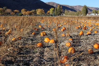 Field of pumpkins ready for harvest in central utah. 