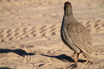 Red-billed spurfowl walking on sandy road