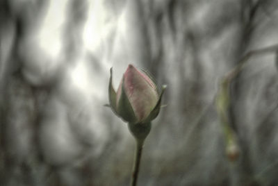 Close-up of flower buds growing outdoors