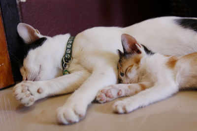 Close-up of cat resting