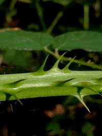 Close-up of water drops on leaf