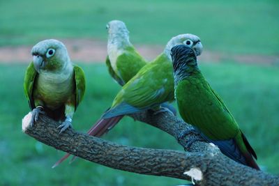 Close-up of parrot perching on branch