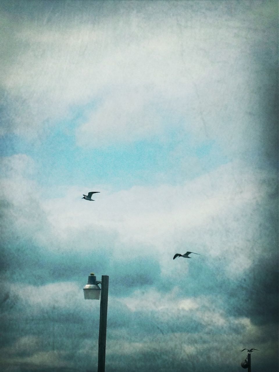 flying, low angle view, sky, airplane, mid-air, air vehicle, cloud - sky, transportation, bird, mode of transport, cloudy, cloud, animal themes, on the move, wildlife, nature, silhouette, outdoors, flight, day