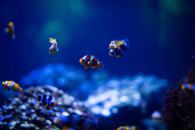 View of fishes swimming in sea