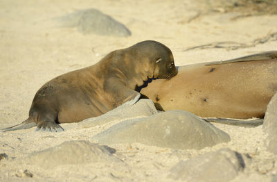 Galápagos sea lion zalophus wollebaeki north seymour island, galapagos islands, ecuador