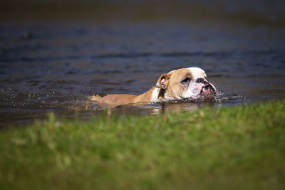 English bulldog swimming in lake