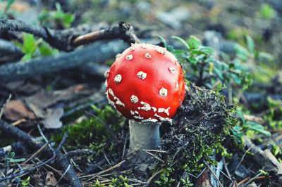 Close-up of fly agaric mushroom on field