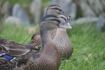 Close-up of bird on field