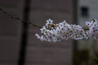 Close-up of cherry blossoms in spring