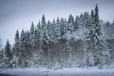 Snow covered pine trees in forest against sky