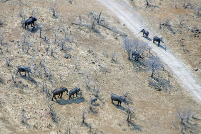 Aerial view of elephants on field