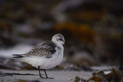 Close-up of seagull perching on land